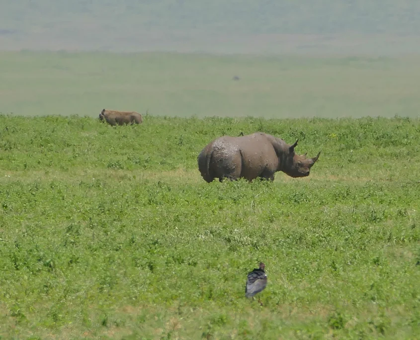 3 Days 2 Nights Serengeti Safari from Zanzibar