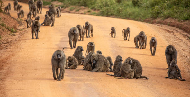 Lake Manyara National Park