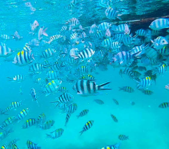 Mnemba Island Tour