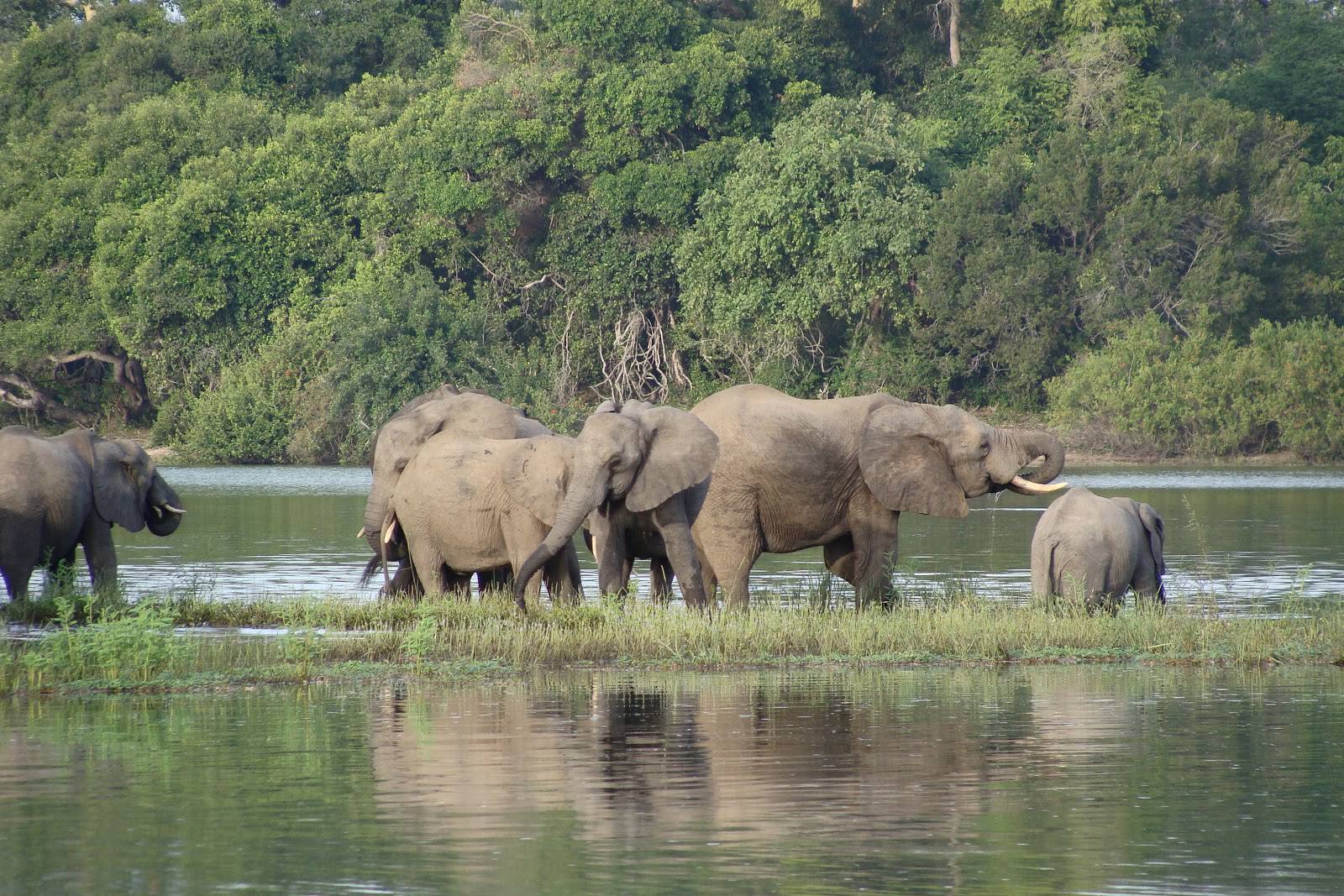 Selous Day Trip Safari from Zanzibar