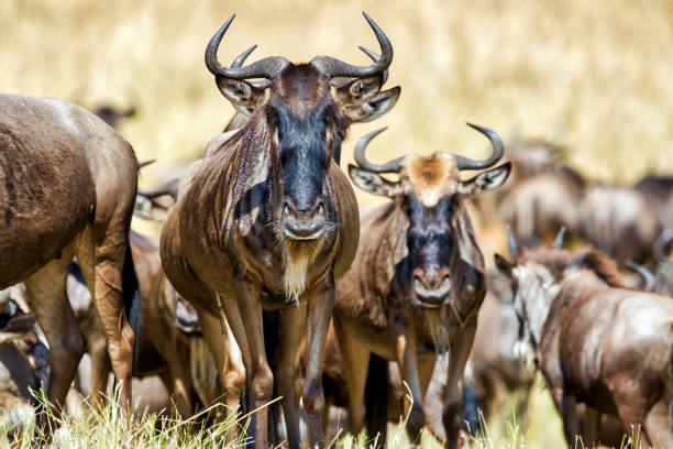 Serengeti National Park